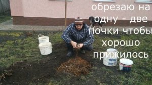 Правильная посадка фундука за 3 минуты