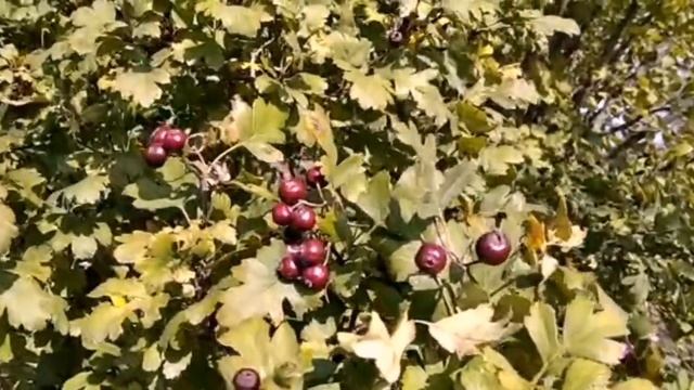 #ЕЙСК, #ДАЧИ #Про Тайсона. весной приедет приёмная дочь. В ванной будет плитка смотреть онлайн