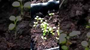 Земляника Барон Солемахер из семян