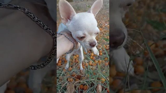 #продажачихуа 📱+79780708805WhatsApp 🚖доставка #купитьчихуахуа #миничихуахуа #chihuahua #питомник