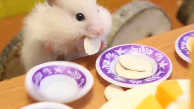 Мы хомяки и мы хомячим. Детская песня нон-стоп 9 минут припев. Мы хомяки смотреть онлайн