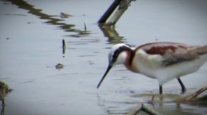 Половой отбор чего хотят женщины  Все как у зверей на Атлантике (HD)