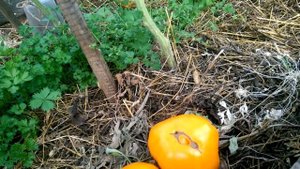 Томат Алтайский оранжевый на 25 августа