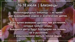 Июль 2020 г. | Лунный календарь комнатных растений
