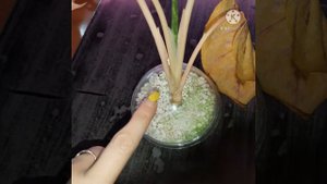 Копеечный способ укорененная "проблемных" черенков в перлите.