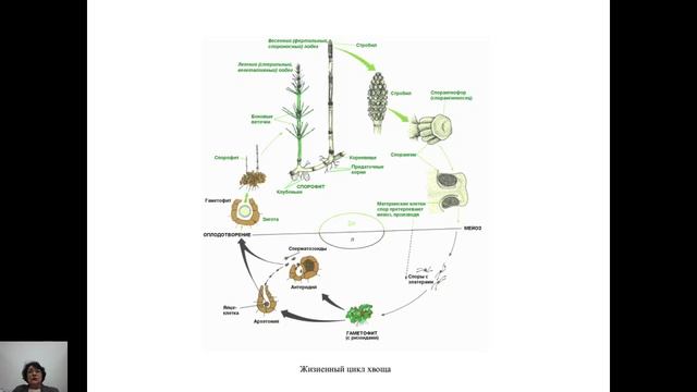 Биология. Интеллектуал. Рябенко И.П. Жизненные циклы растений смотреть онлайн