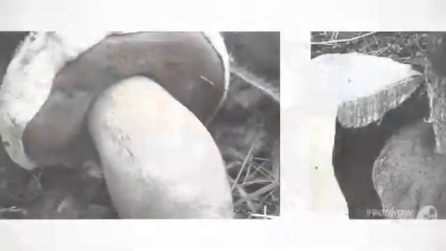 Boletus rhodoxanthus - fungi kingdom смотреть онлайн