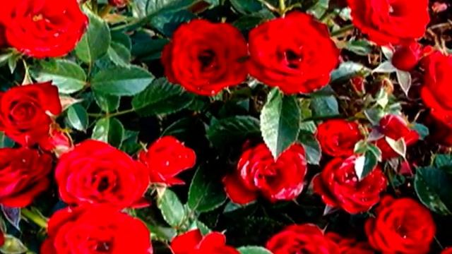 Элегия роз смотреть онлайн