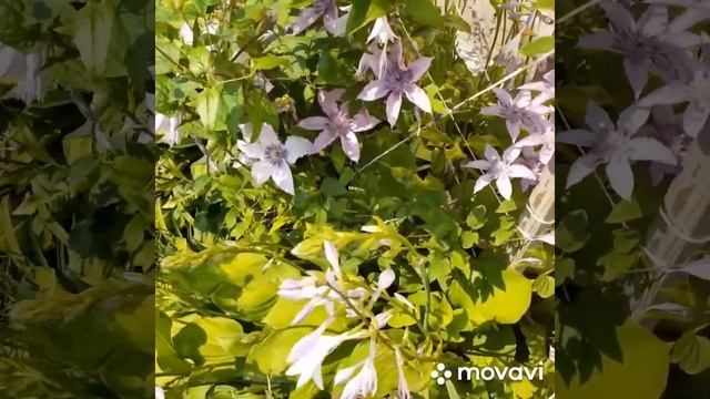 Мой клематис " ХАГЛИ ГИБРИД" смотреть онлайн