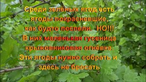 Почему засыхают ягоды крыжовника