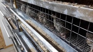 Перепела породы фараон # 3 недели