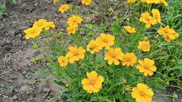 Які беспорядки у Оліному квітнику.  Що їсть майори?