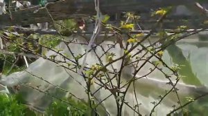 Как ухаживать за карликовыми садовыми деревьями консультации, как опрыскивать и обрезать сад