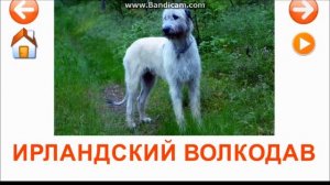 Учебные карточки Домана. Породы собак.