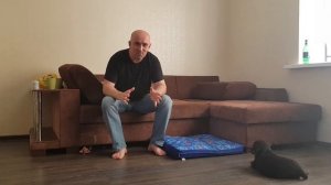 Воспитание щенка ротвейлера. Команда "место".