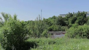 В Смоленске продолжается борьба с борщевиком