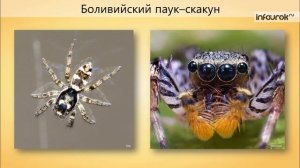 Многообразие паукообразных