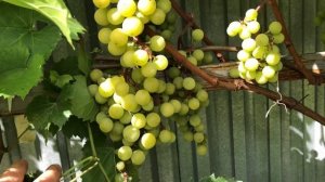 Виноград Супага