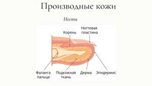 Значение кожи и ее строение
