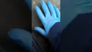 Саженцы грецкого ореха сорт Идеал (Кореновский)