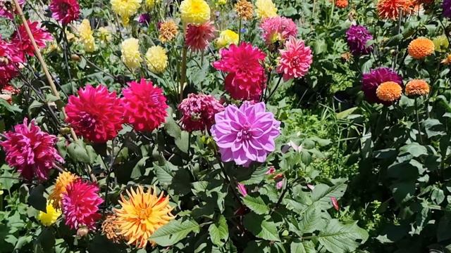 Sylvia Dahlia смотреть онлайн