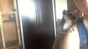 Лемуры атакуют человека. Смешное видео. Кольцехвостый лемур катта.