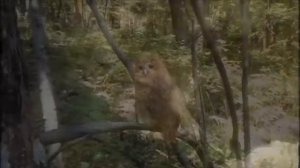 Колыбельные от Елены Леоновой ( 1. Лесная. 2. Для кота )