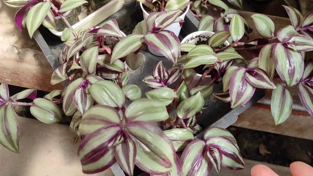 Традесканция - беспроблемное растение. С какими садовыми растениями сочетаю традесканцию.