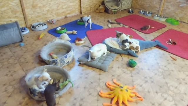 #ЧИХУА ЩЕНКИ ПРОДАЮТСЯ#АМИГУРУМИ ЧЕРЕПАШКА ДЛЯ ДАЙНЕРИС#ПИТОМНИКРКФМАРИМИСТИК#КУПЛЮЧИХУАПРОДАЮЩЕНК смотреть онлайн