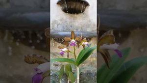 Cattleya tigrina var coerulea