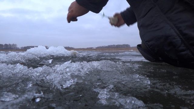 Ротан  Маховое.