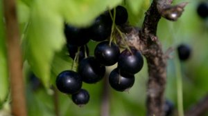 В СЕНТЯБРЕ СМОРОДИНУ ПОЛИВАЮ ЭТИМ И КАЖДЫЙ ГОД СМОРОДИНА ВСЯ КРУПНАЯ