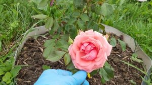 Моя корнесобственная роза.