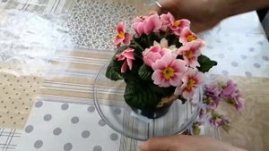 Примула. Подарили, как ухаживать, чтоб обеспечить долгое цветение? Простые принципы ухода.