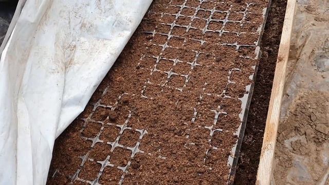 УКРОП! Бизнес на зелени, . Как вырастить ранний и качественный укроп.Делюсь своим опытом.