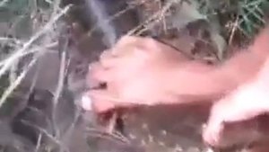 змея напала на свинью