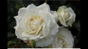 Мой заказ плетистых роз из питомника "Отрадушка". 2021 год. Часть 1