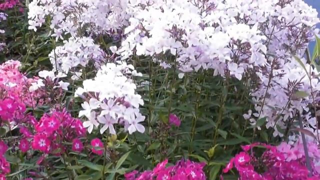 Мои любимые флоксы: видеообзор смотреть онлайн