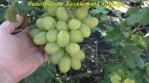 Виноград 2022. Казимир - сигналки на прививке