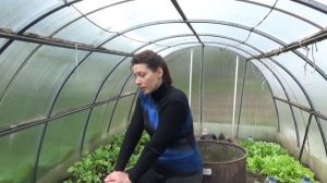 Хотите свои семена редиса?