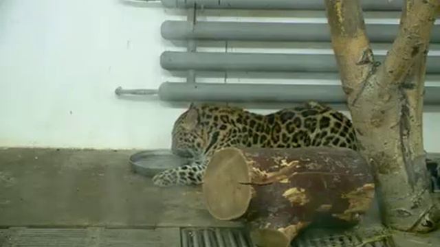 День защиты белок в Пензенском зоопарке смотреть онлайн