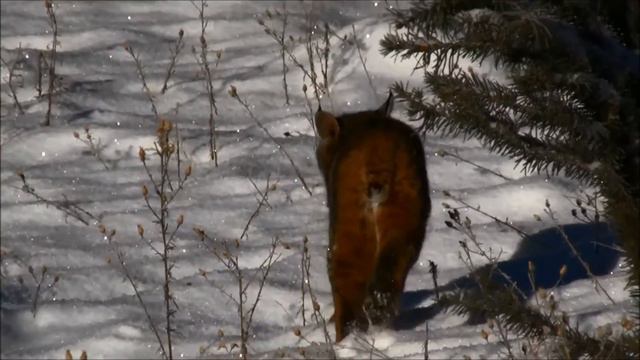wild bobcat (BC southern interior) смотреть онлайн