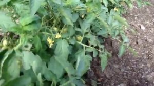 Почему на кустах помидоров закручиваются листья