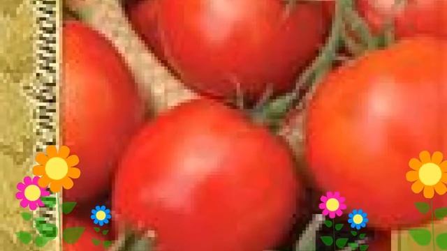 Томат обыкновенный Гном (Gnom). Краткий обзор, описание характеристик, где купить семена смотреть онлайн