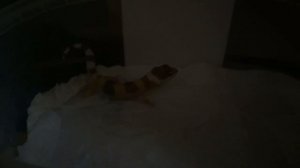 Первое кормление малышей эублефаров замороженными сверчками