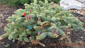 Пихта корейская Блю Эмперор (blue emperor) ? обзор: как сажать, саженцы пихты Блю Эмперор