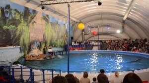 Представление в дельфинарии на ВВЦ (белый кит Каспер и дельфины)