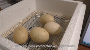 Вывод цыплят в инкубаторе