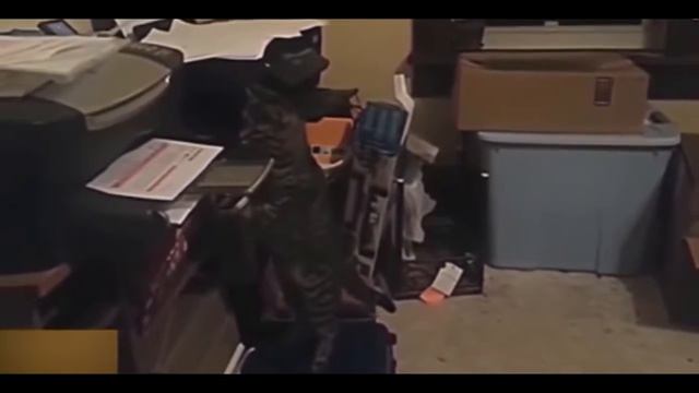 Подборка самых новых приколов с котами и кошками 2017!!! топовая подборка(Сats LIVE) смотреть онлайн