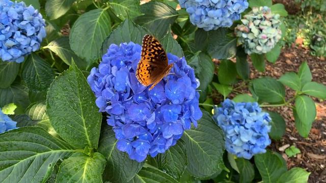 Hydrangea macrophylla 'Blue Danube' with Great Spangled Fritillary смотреть онлайн